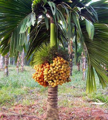 areca nut tree